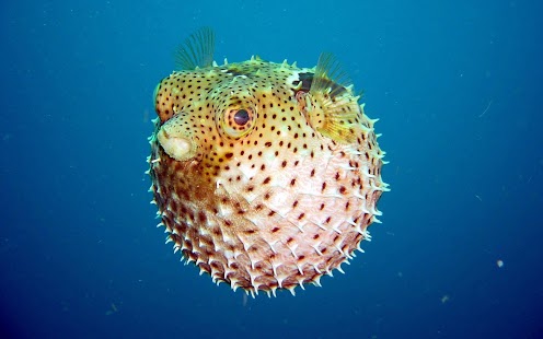 Fish Wallpaper Screenshots 4