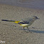 Grey Wagtail