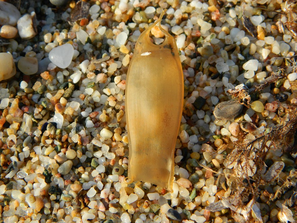 Small-spotted catshark egg