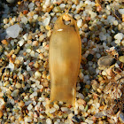 Small-spotted catshark egg