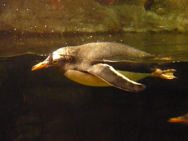 Pingüino juanito, Gentoo Penguin