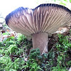 black edged mushroom