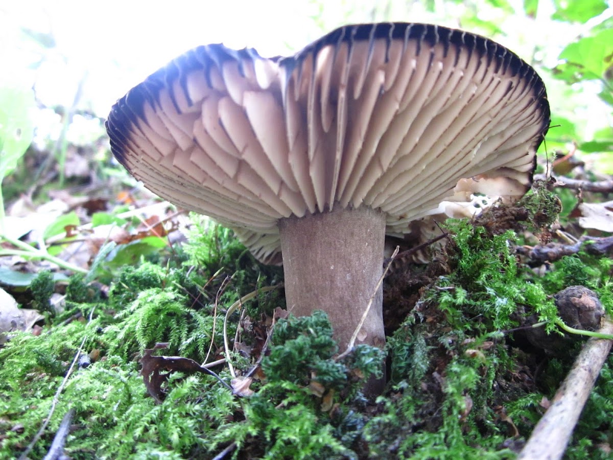black edged mushroom