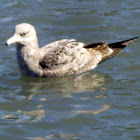 California Gull (1st year)