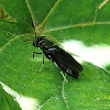 Black Soldier Fly