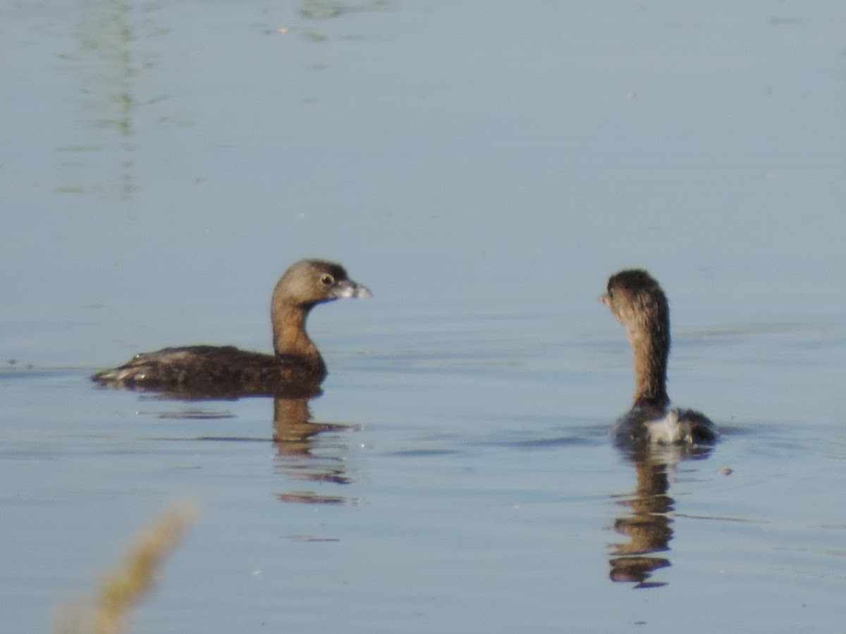 Pied-billed Grebe