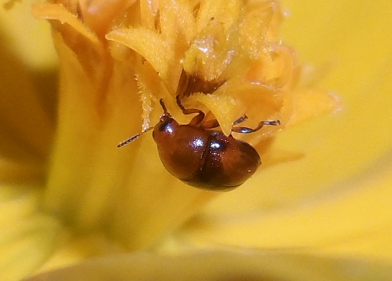 Small beetle