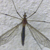 Hanging Fly