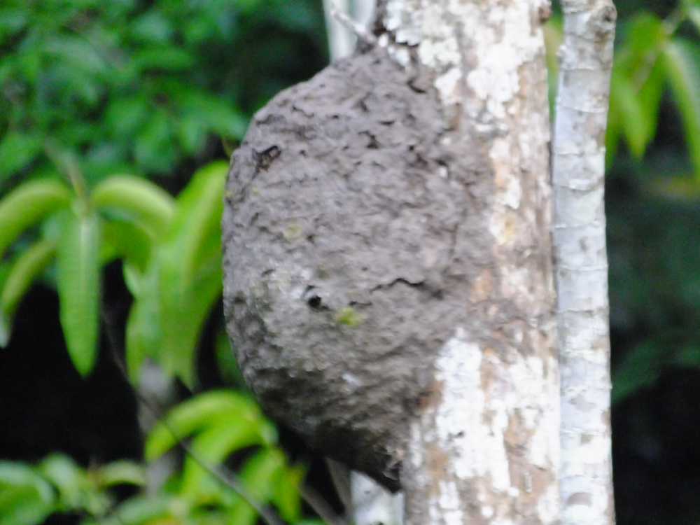 termite nest