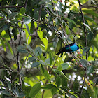 Paradise Tanager