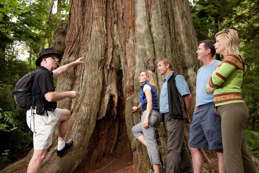 Head to Rockwood Adventures in Stanley Park in Vancouver, BC, for guided tours of the flora.