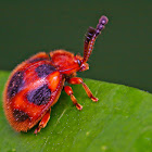 Handsome Fungus Beetle