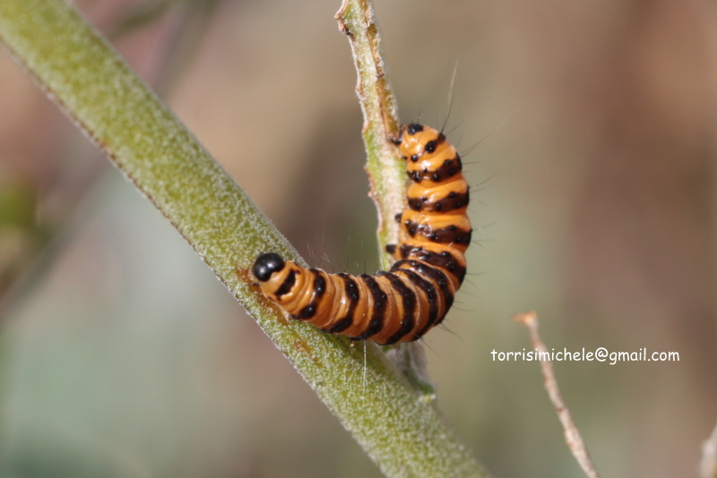 Tyria jacobaeae