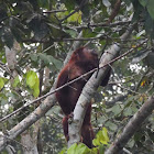 Red howler monkey (male)
