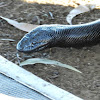 Black Headed Python