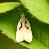 Twirler moth