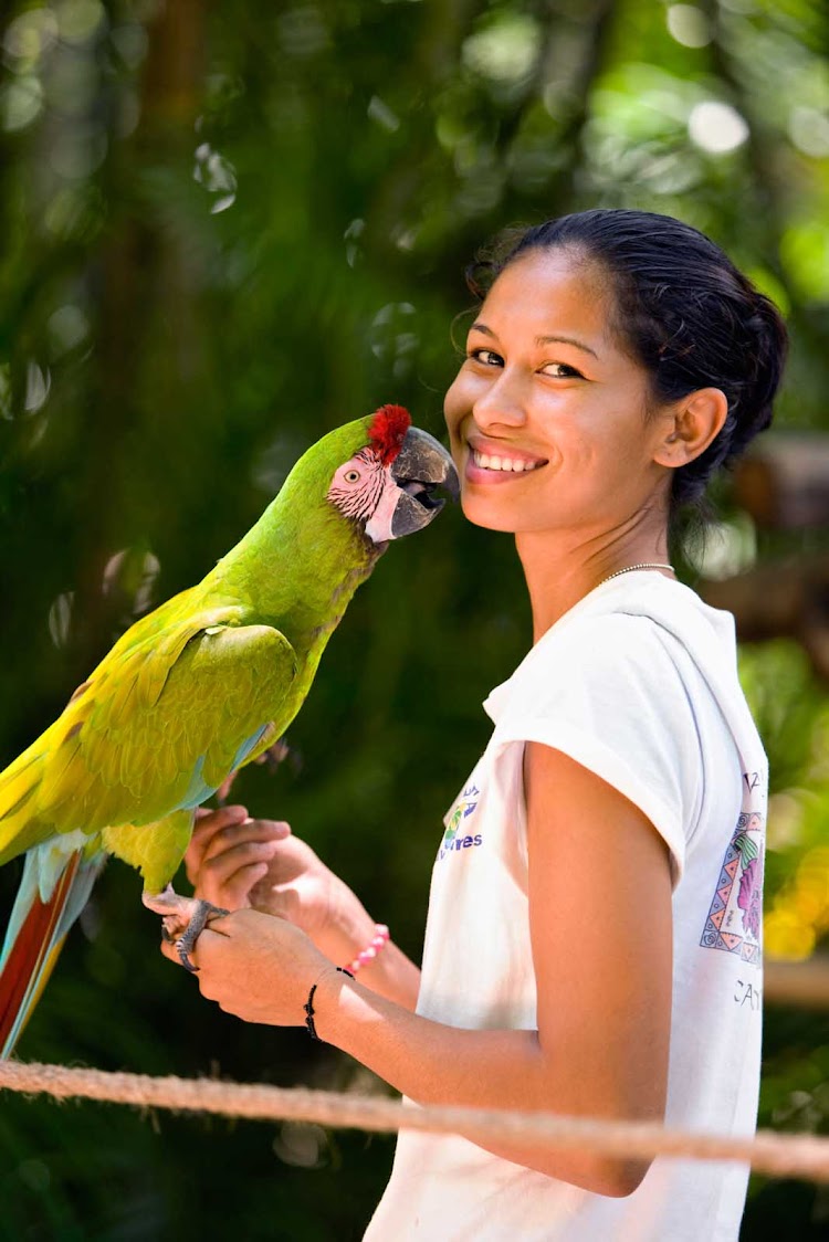 A military macaw near Puerto Vallarta.