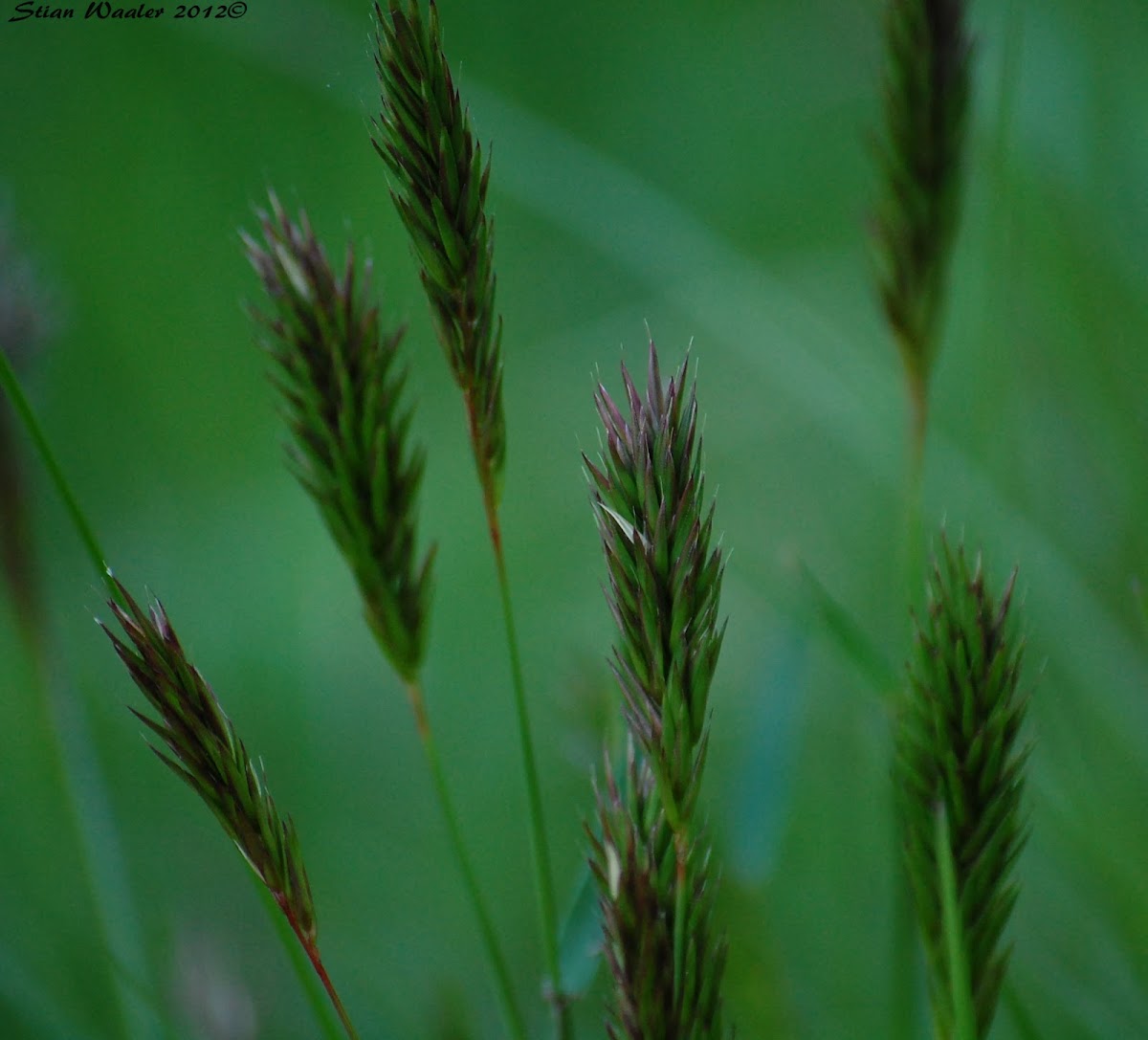 Sweet Vernal Grass