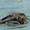 galapagos green turtle