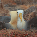 Waved Albatross