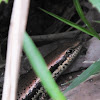 South American spotted skink