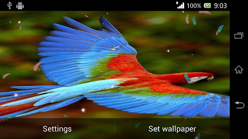 【免費個人化App】Parrot HD Wallpaper Live-APP點子