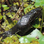 Mississippi Green Water Snake