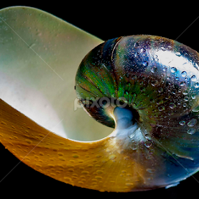 pearl nautilus by Adjie Tjokrosoedarmo - Artistic Objects Still Life