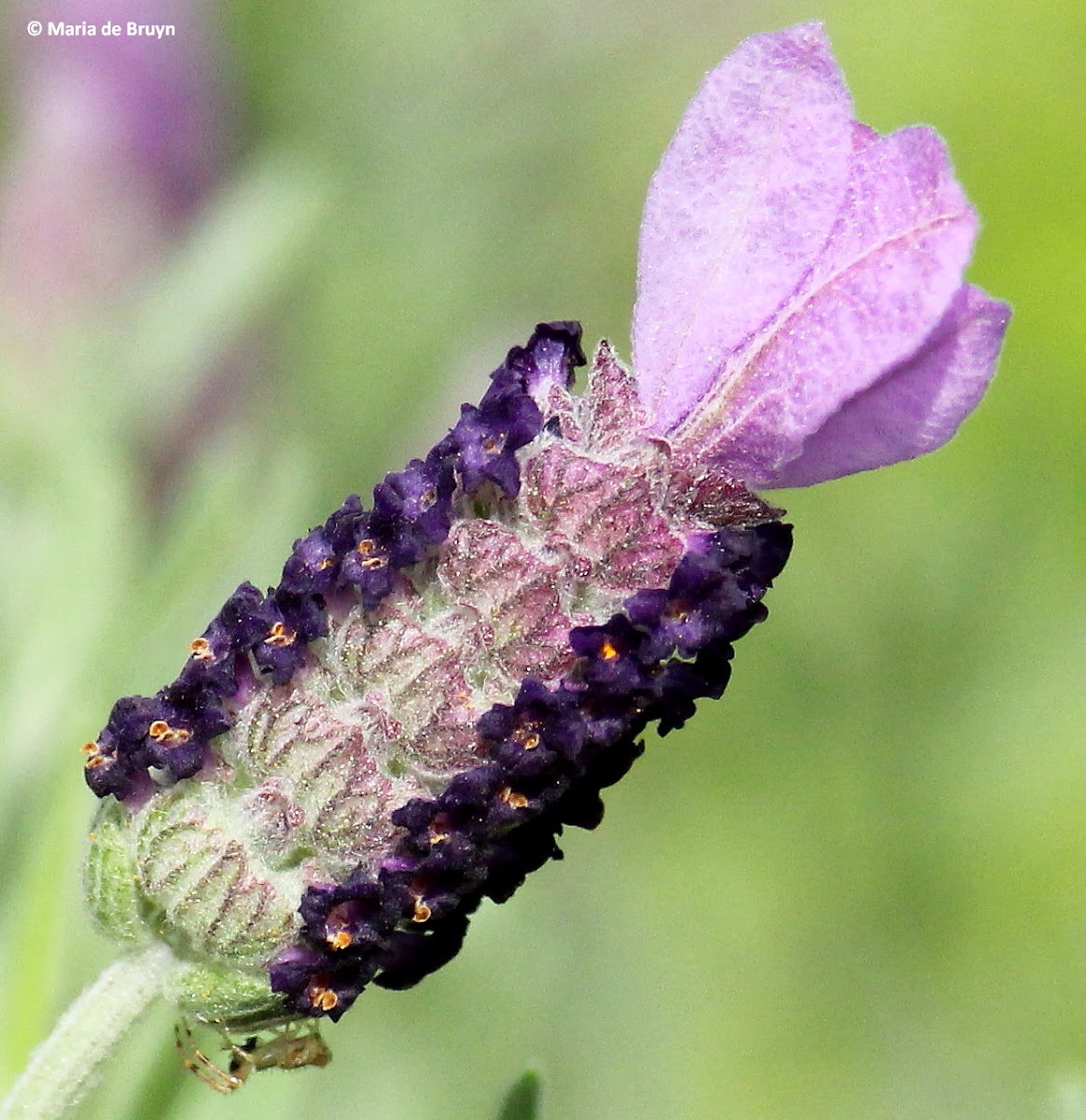 Spanish lavender