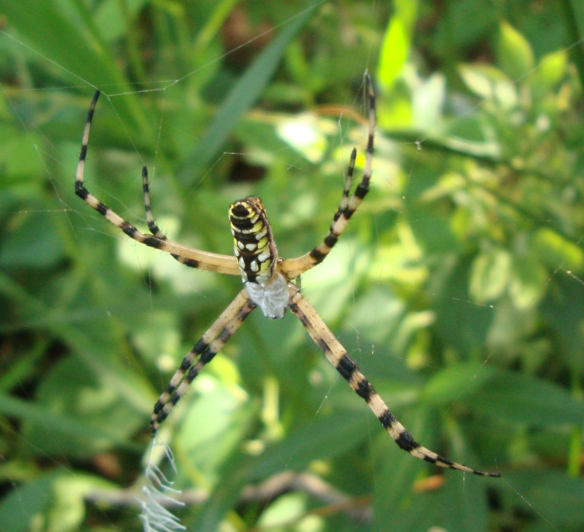 Black-and-Yellow Orb Weaver