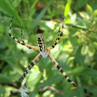 Black-and-Yellow Orb Weaver