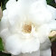 Iceberg rose