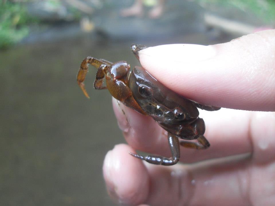 Freshwater crab "Katang"