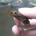 Freshwater crab "Katang"