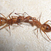 Trophallaxis in ants