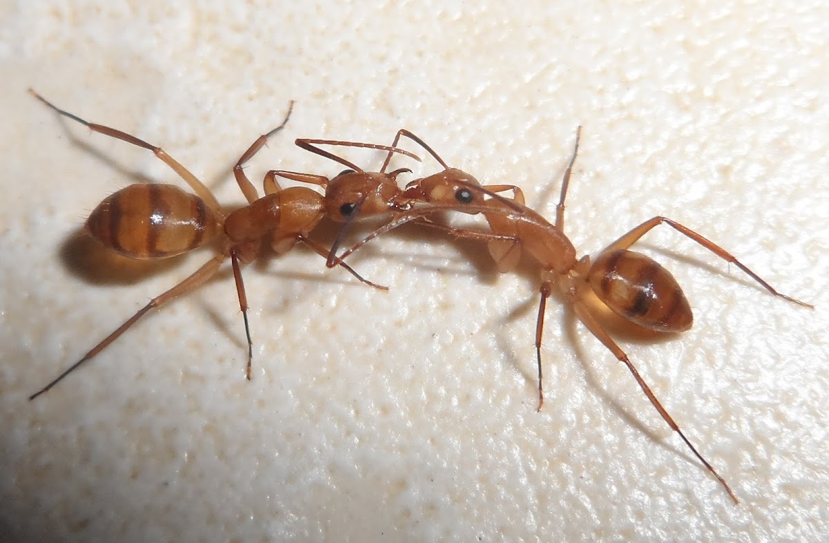 Trophallaxis in ants