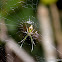 long-jawed orb weavers or long jawed spiders