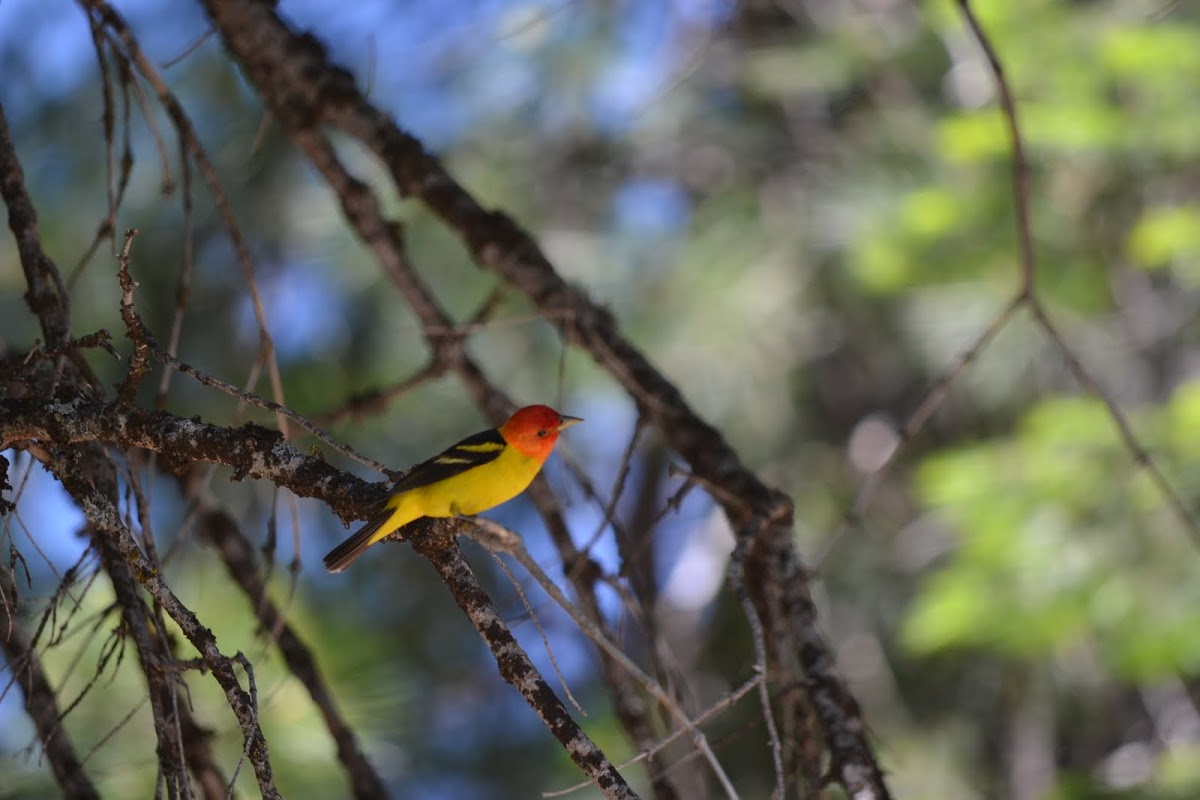 Western Tanager