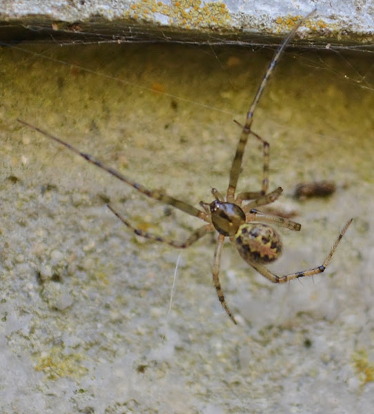 False house button spider | Project Noah