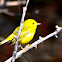 Yellow Warbler