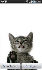 Screen Licking Cat