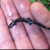 Northern ravine salamander