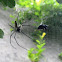 Nephila pilipes