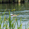 White-headed Duck; Malvasía
