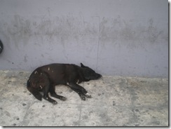 Dog (3)