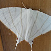 Swallow tailed Moth