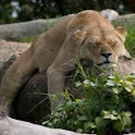 Wild Animals Wallpapers logo