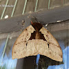 Automeris moth