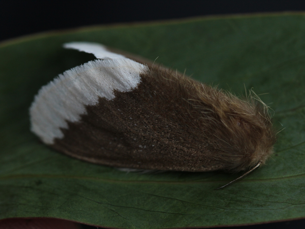 Brown-tailed gum moth