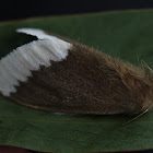Brown-tailed gum moth